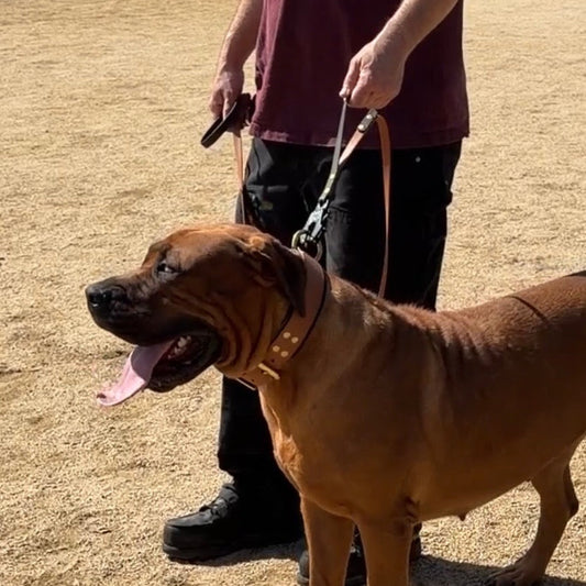 Premium Two-Tone Dog Leash – Original Frog Clip | BioThane®