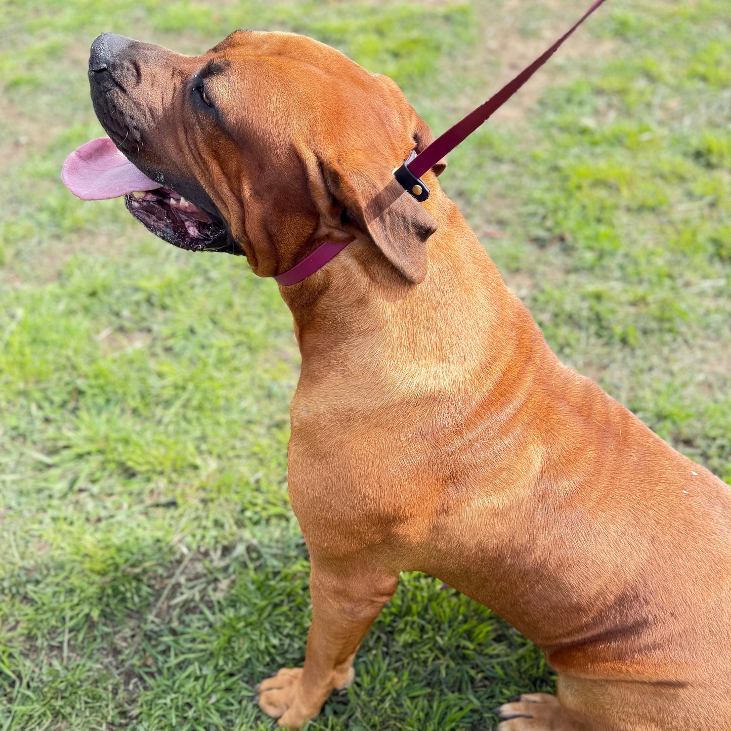 Two-Tone Dog Slip Lead – No-Twist Triglide | BioThane®