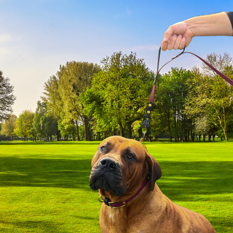 Two-Tone Martingale Dog Collar – BioThane® | Brass Chain