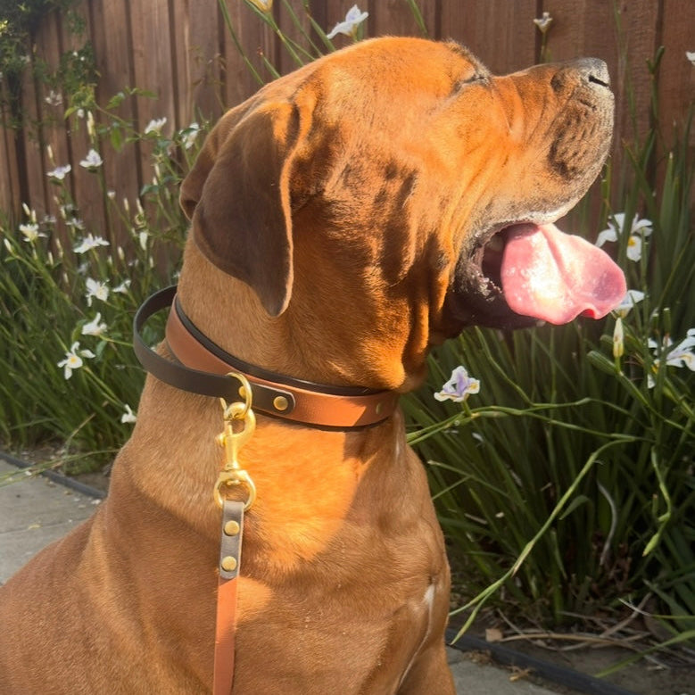 Two-Tone Dog Leash - BioThane® With Brass Hardware
